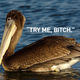 Illustration for article titled Fuck You, Pelicans Are Awesome: A Defense Of The NBAs Best New Team Name